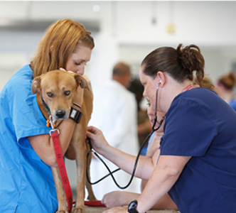What Is a Veterinarian? - Education & Training Information | Ross Vet