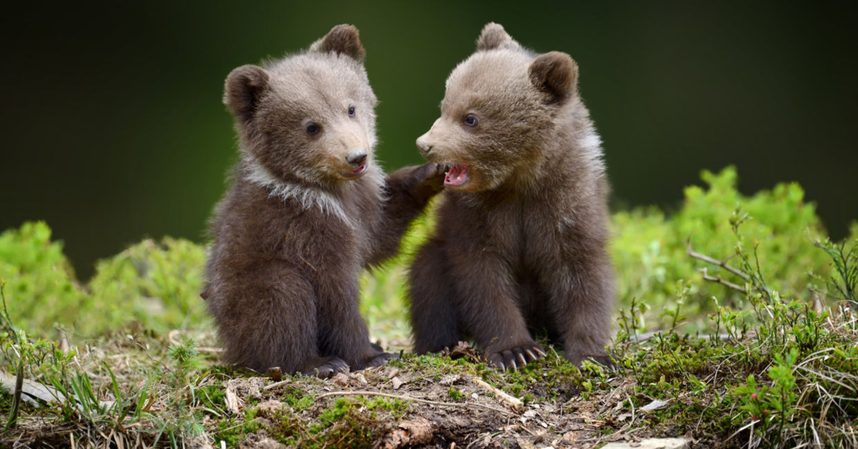 Two cute bear cubs.: Eyebleach